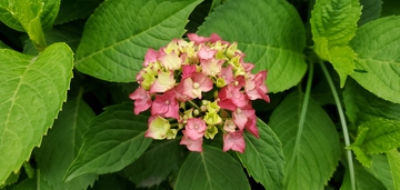 绣球花紫阳花花朵花簇实景拍摄
