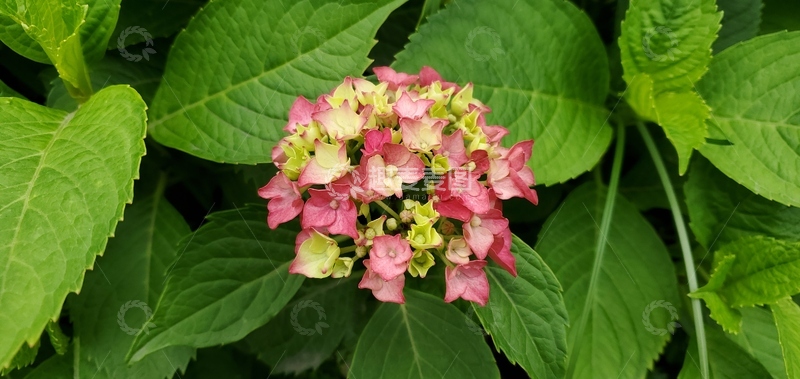 高清大图下载【趣麦麦图】绣球花紫阳花花朵花簇实景拍摄