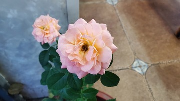 月季蔷薇花朵聚焦实物摄影