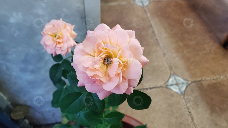 高清大图下载【趣麦麦图】月季蔷薇花朵聚焦实物摄影