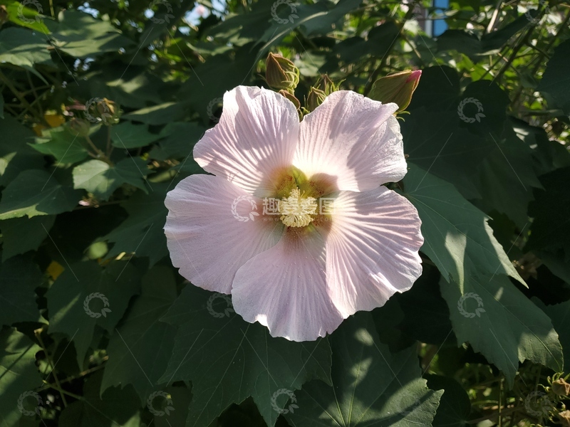 高清大图下载【趣麦麦图】木芙蓉花朵聚焦实景拍摄