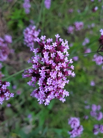 柳叶马鞭草花朵聚焦实物拍摄