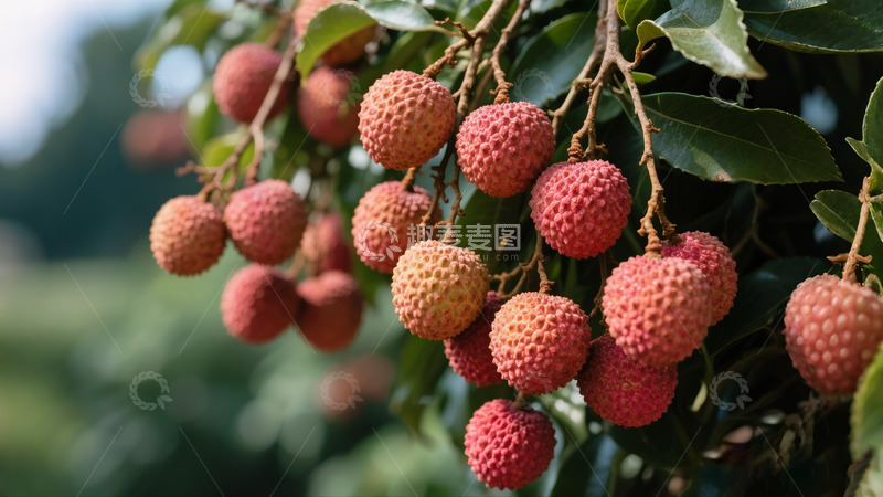 高清大图下载【趣麦麦图】夏季成熟荔枝挂在枝头8