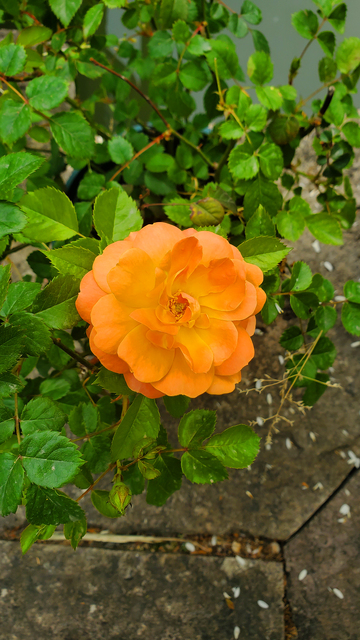 月季花朵绿叶实物摄影