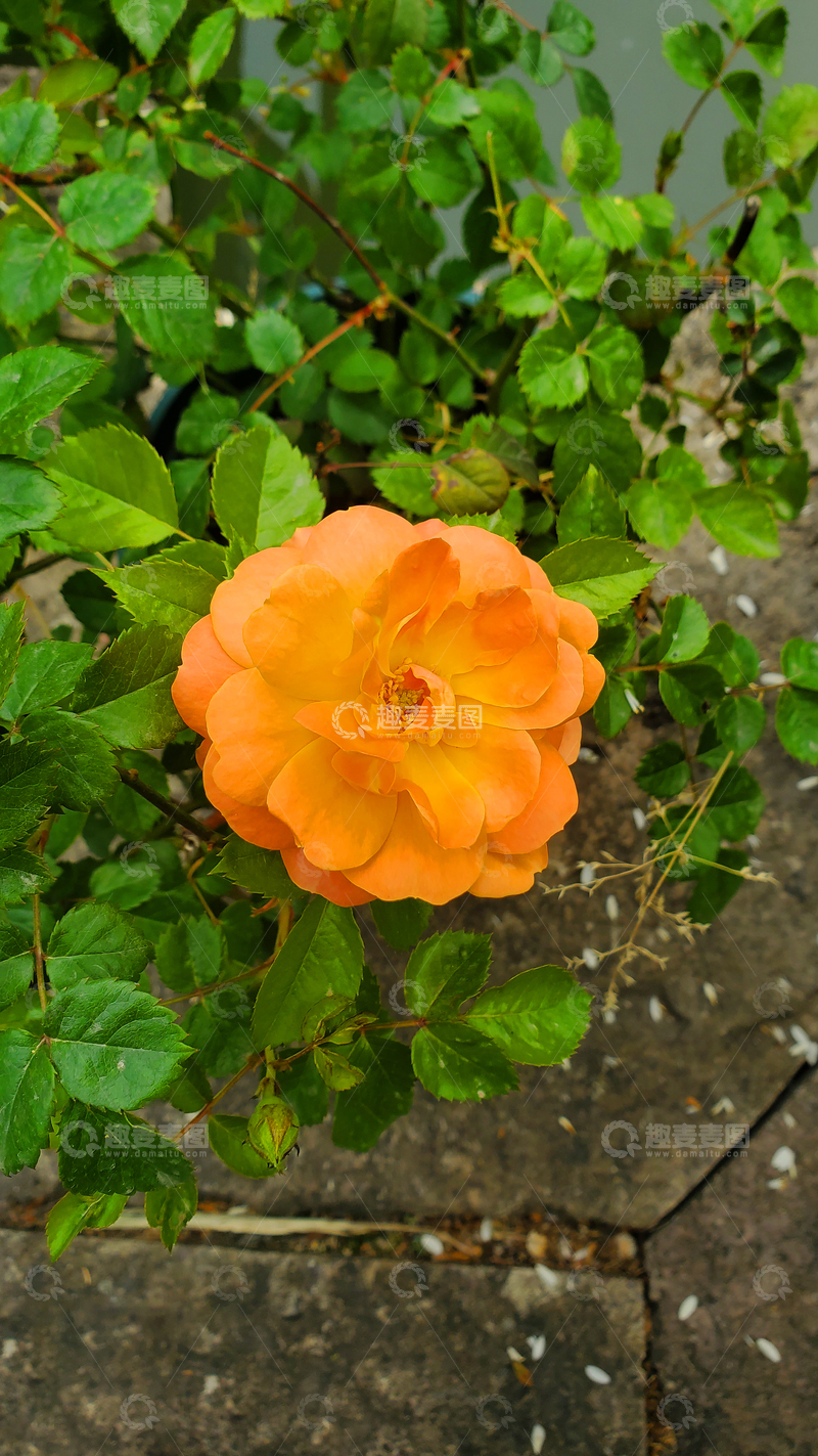 高清大图下载【趣麦麦图】月季花朵绿叶实物摄影