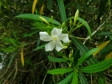 白花夹竹桃花朵聚焦实物摄影
