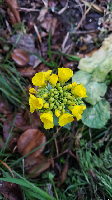 油菜花花朵聚焦实物摄影