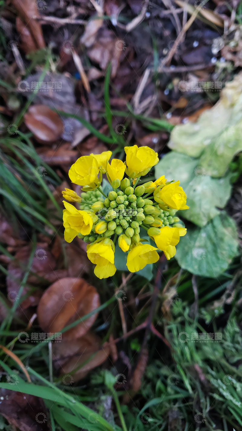 高清大图下载【趣麦麦图】油菜花花朵聚焦实物摄影