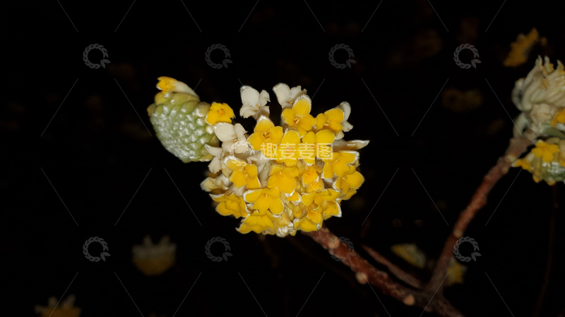 高清大图下载【趣麦麦图】结香花花朵聚焦实物摄影