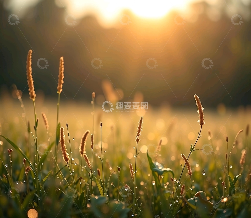 高清大图下载【趣麦麦图】-小草风景