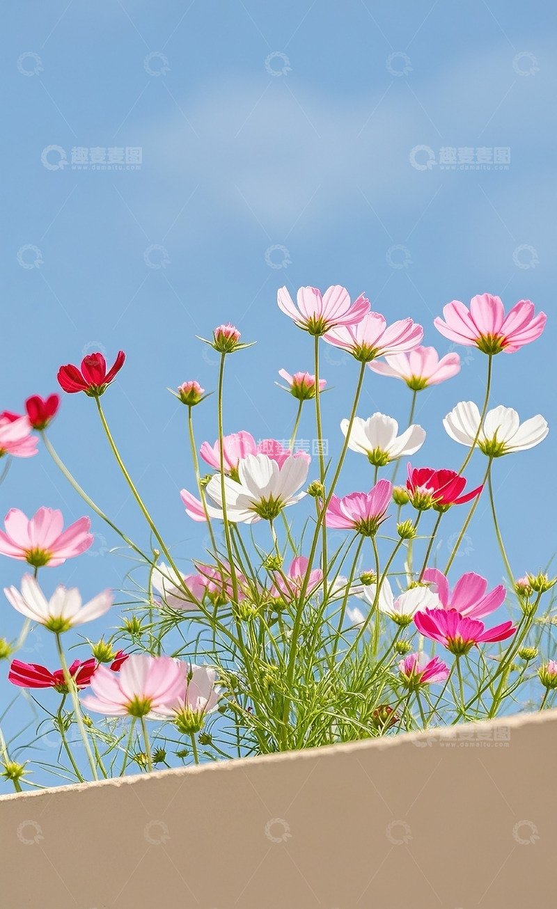 高清大图下载【趣麦麦图】格桑花17