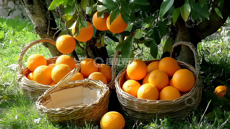 高清大图下载【趣麦麦图】草地上的橙子1