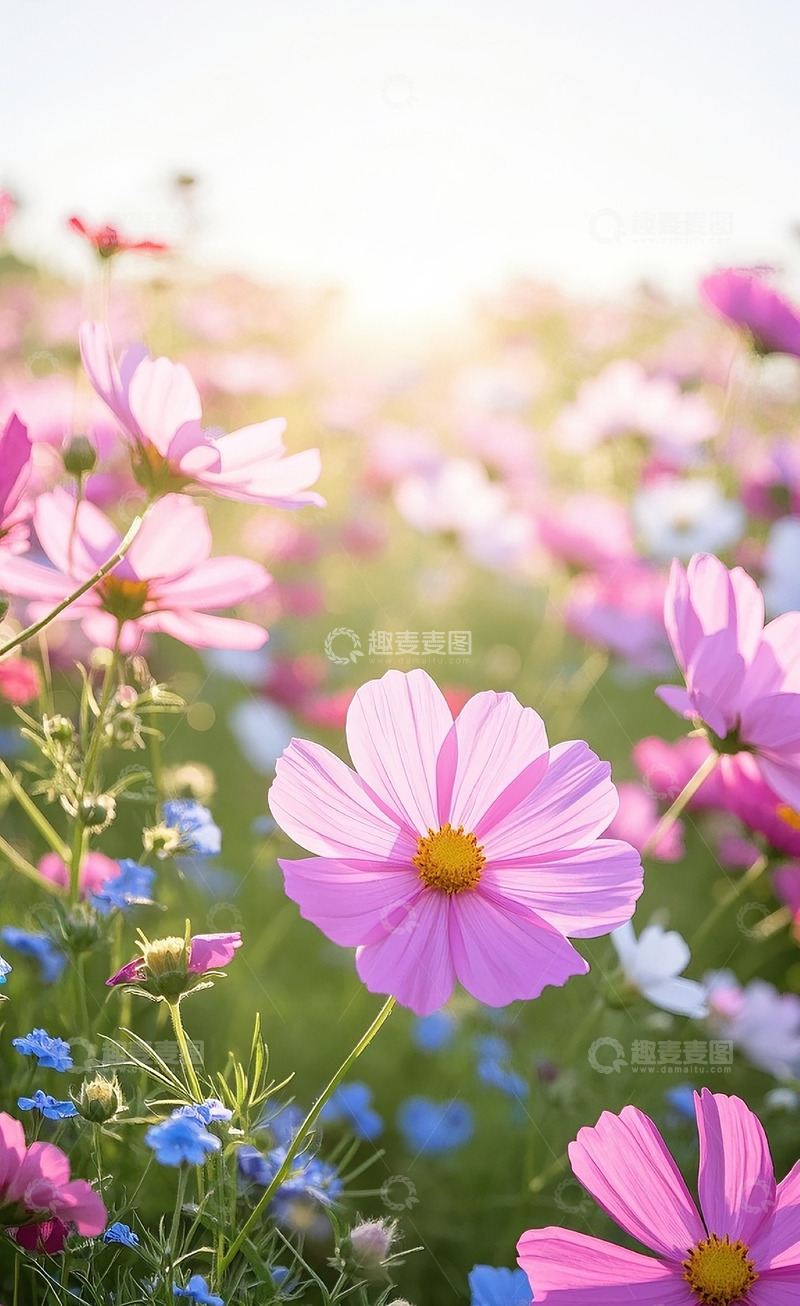 高清大图下载【趣麦麦图】格桑花13