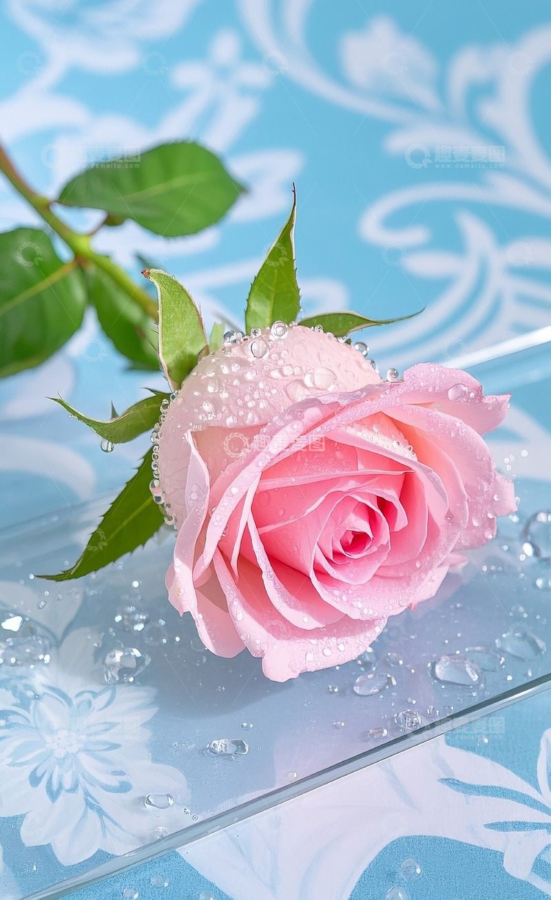 高清大图下载【趣麦麦图】粉色玫瑰特写