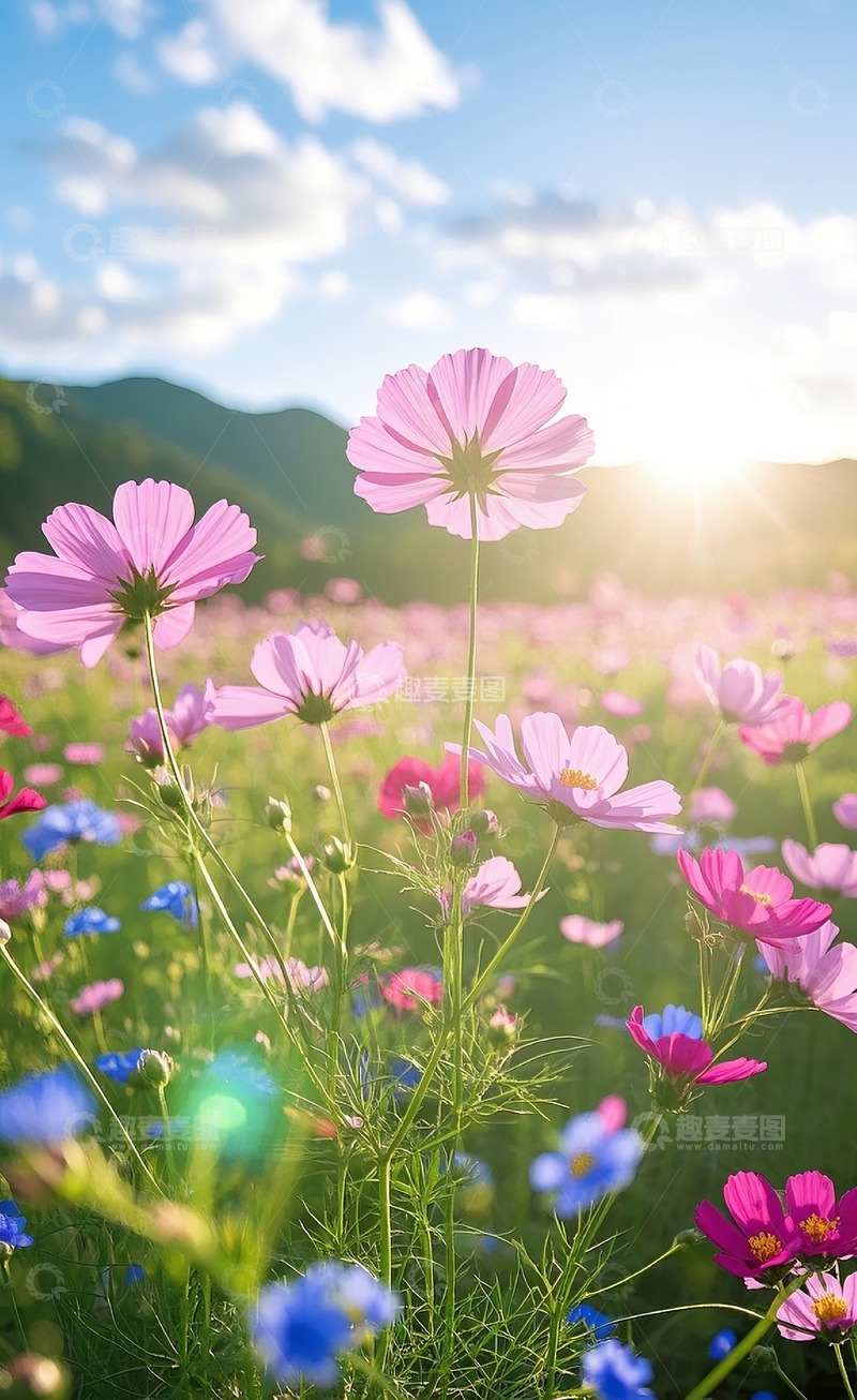 高清大图下载【趣麦麦图】格桑花27