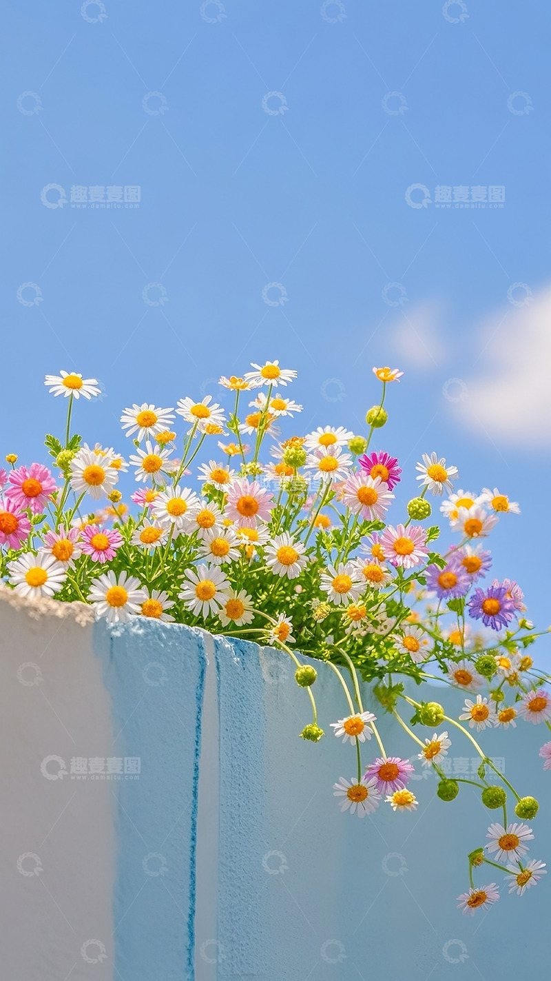 高清大图下载【趣麦麦图】小雏菊21