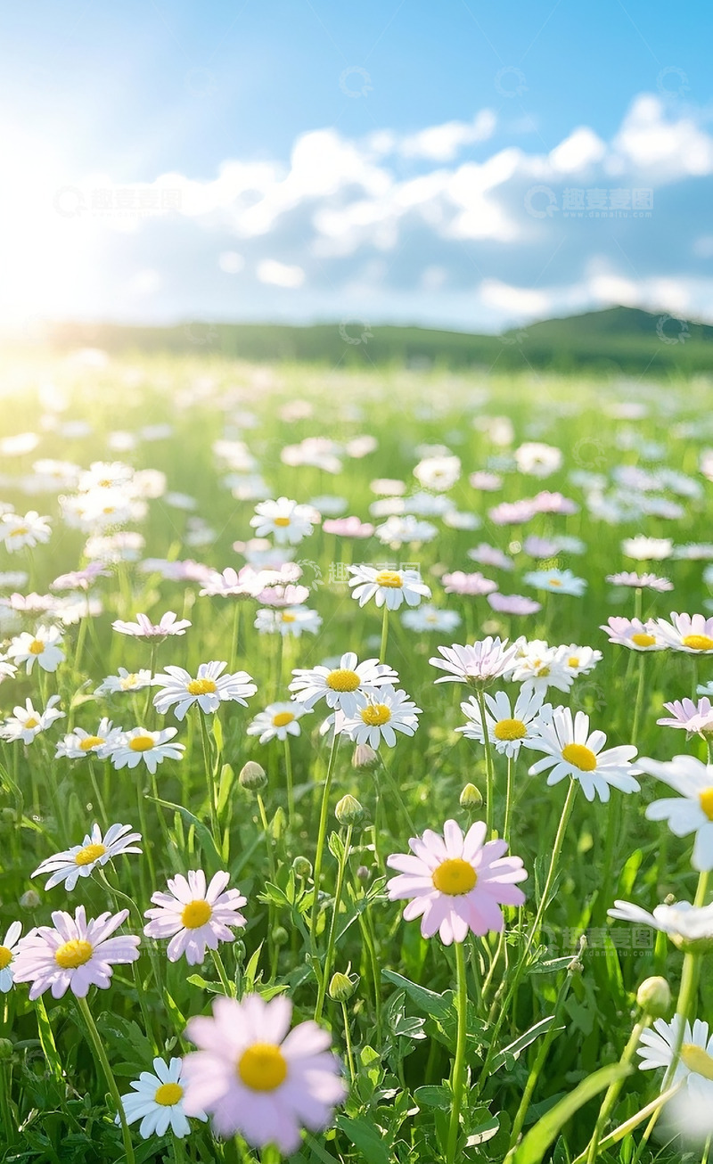 高清大图下载【趣麦麦图】小雏菊30