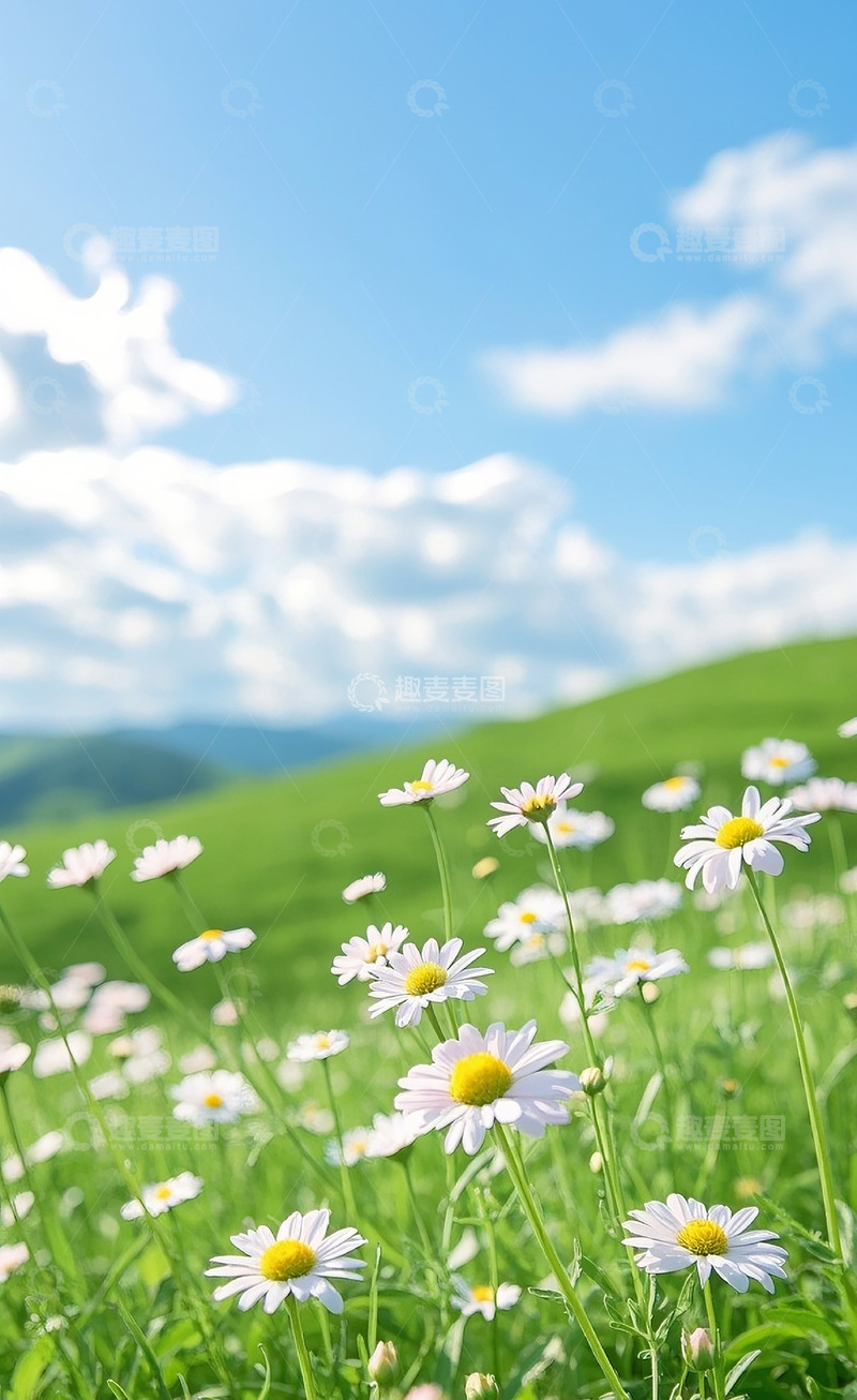 高清大图下载【趣麦麦图】小雏菊32