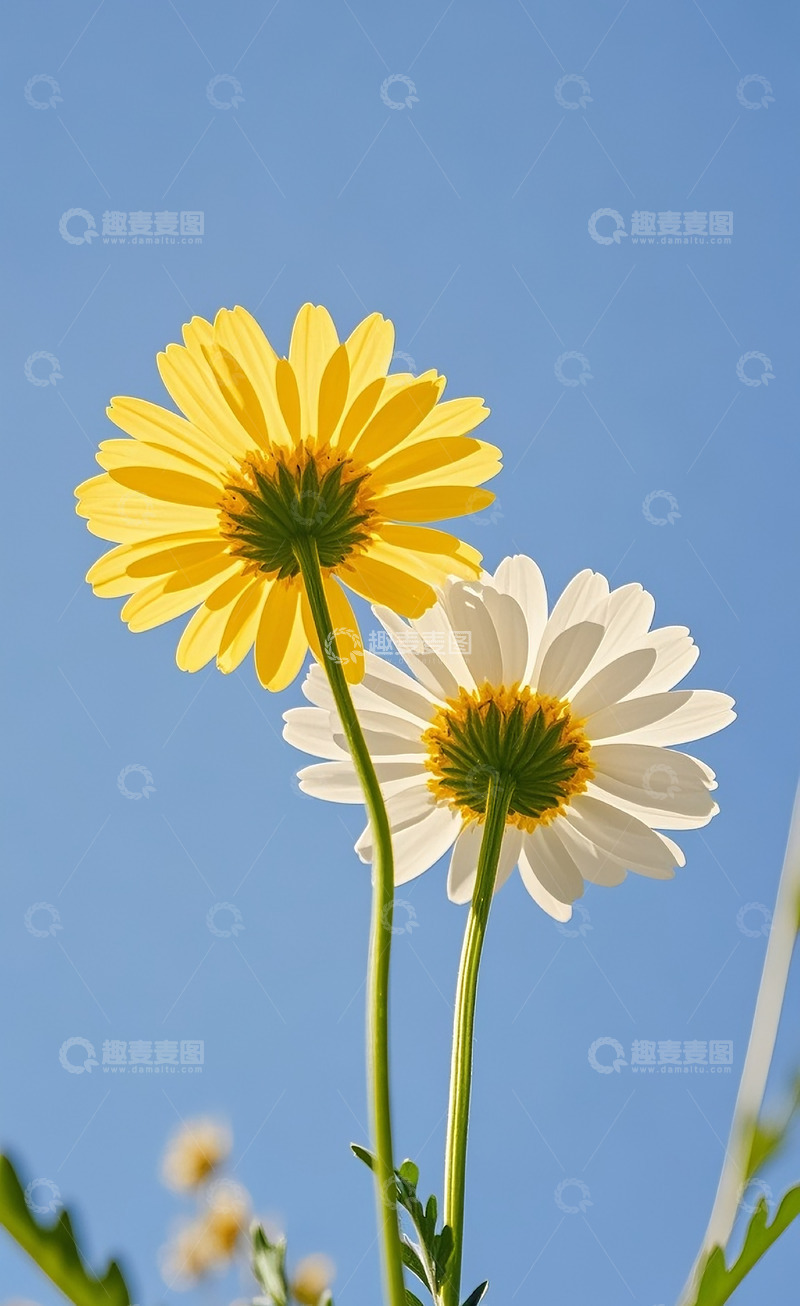 高清大图下载【趣麦麦图】小雏菊36