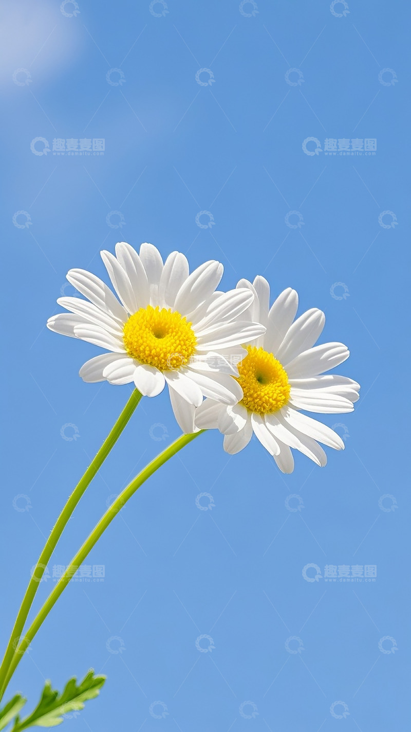 高清大图下载【趣麦麦图】小雏菊14