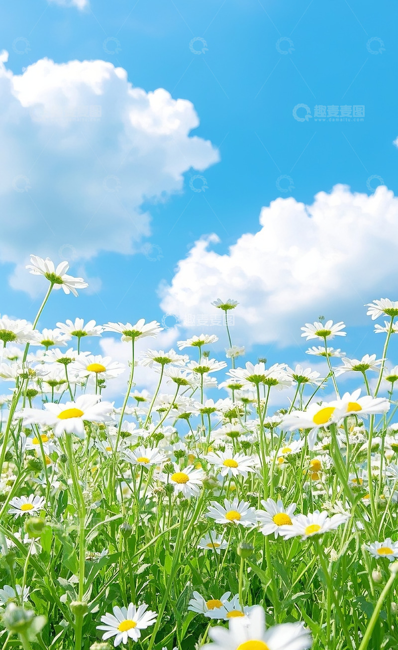 高清大图下载【趣麦麦图】小雏菊37