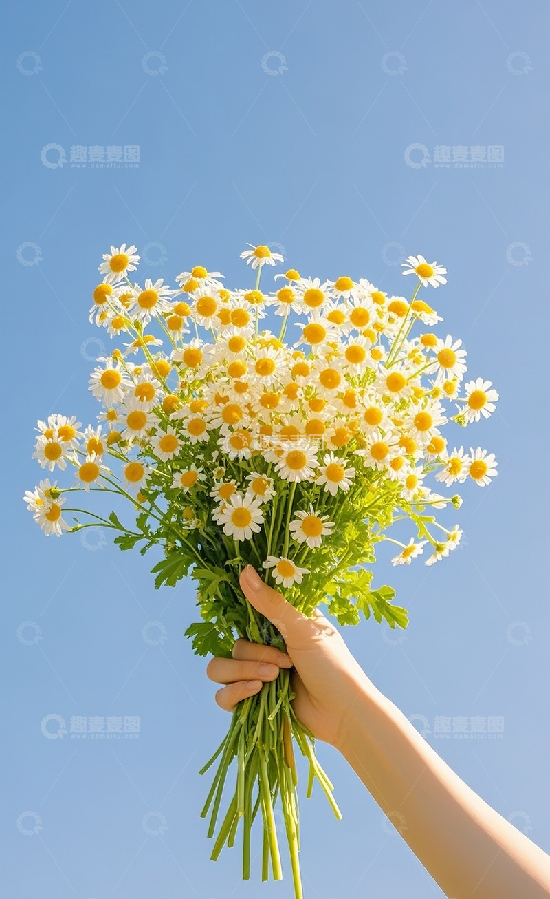 高清大图下载【趣麦麦图】小雏菊39