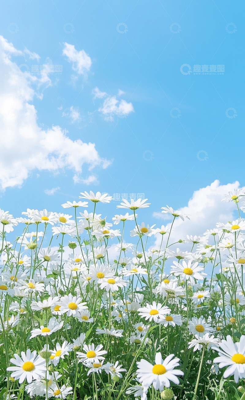 高清大图下载【趣麦麦图】小雏菊18