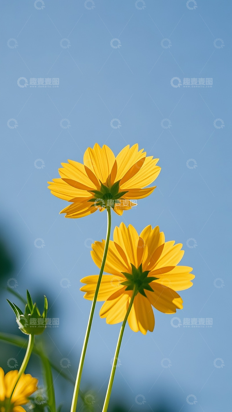 高清大图下载【趣麦麦图】小雏菊40