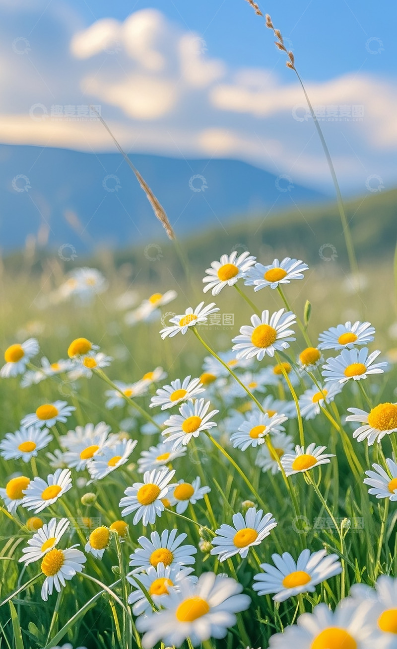 高清大图下载【趣麦麦图】小雏菊24