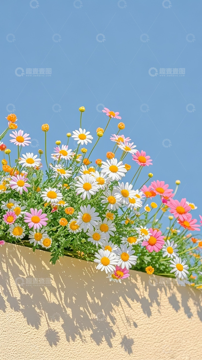 高清大图下载【趣麦麦图】小雏菊42