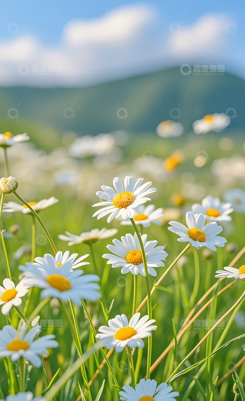 高清大图下载【趣麦麦图】小雏菊25