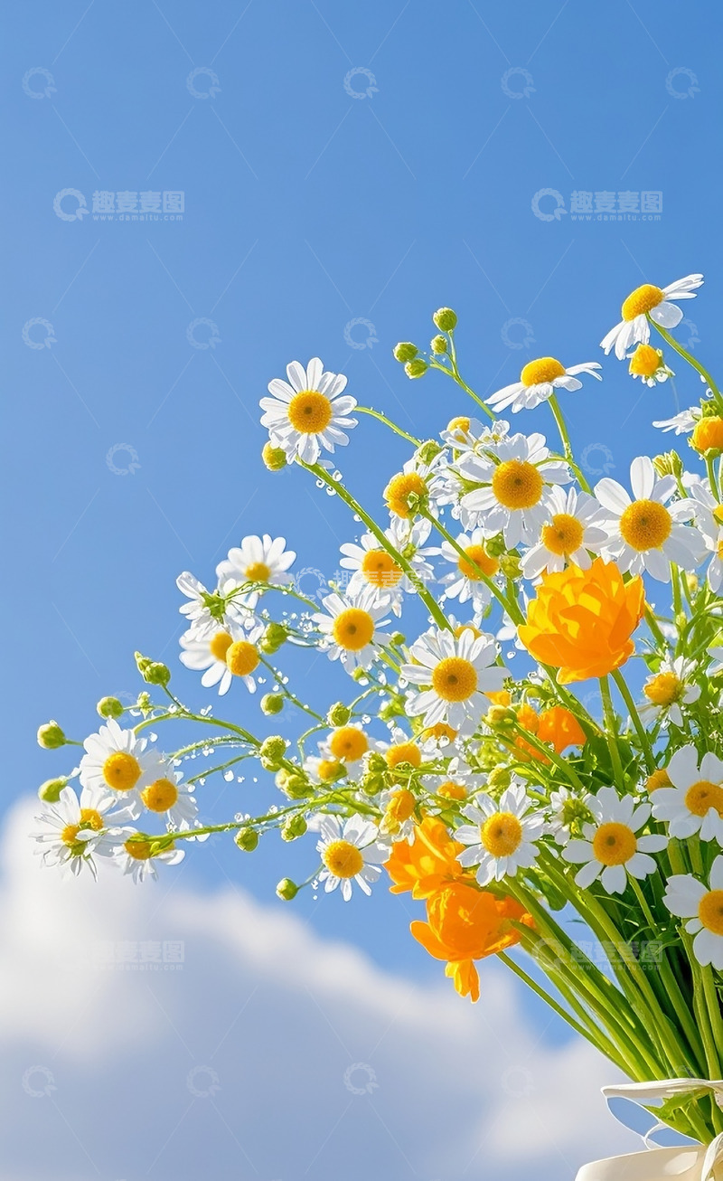 高清大图下载【趣麦麦图】小雏菊12