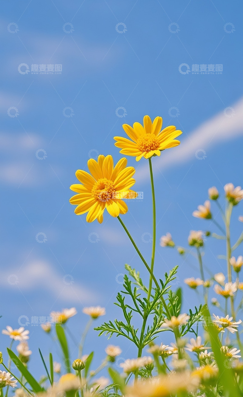 高清大图下载【趣麦麦图】小雏菊35