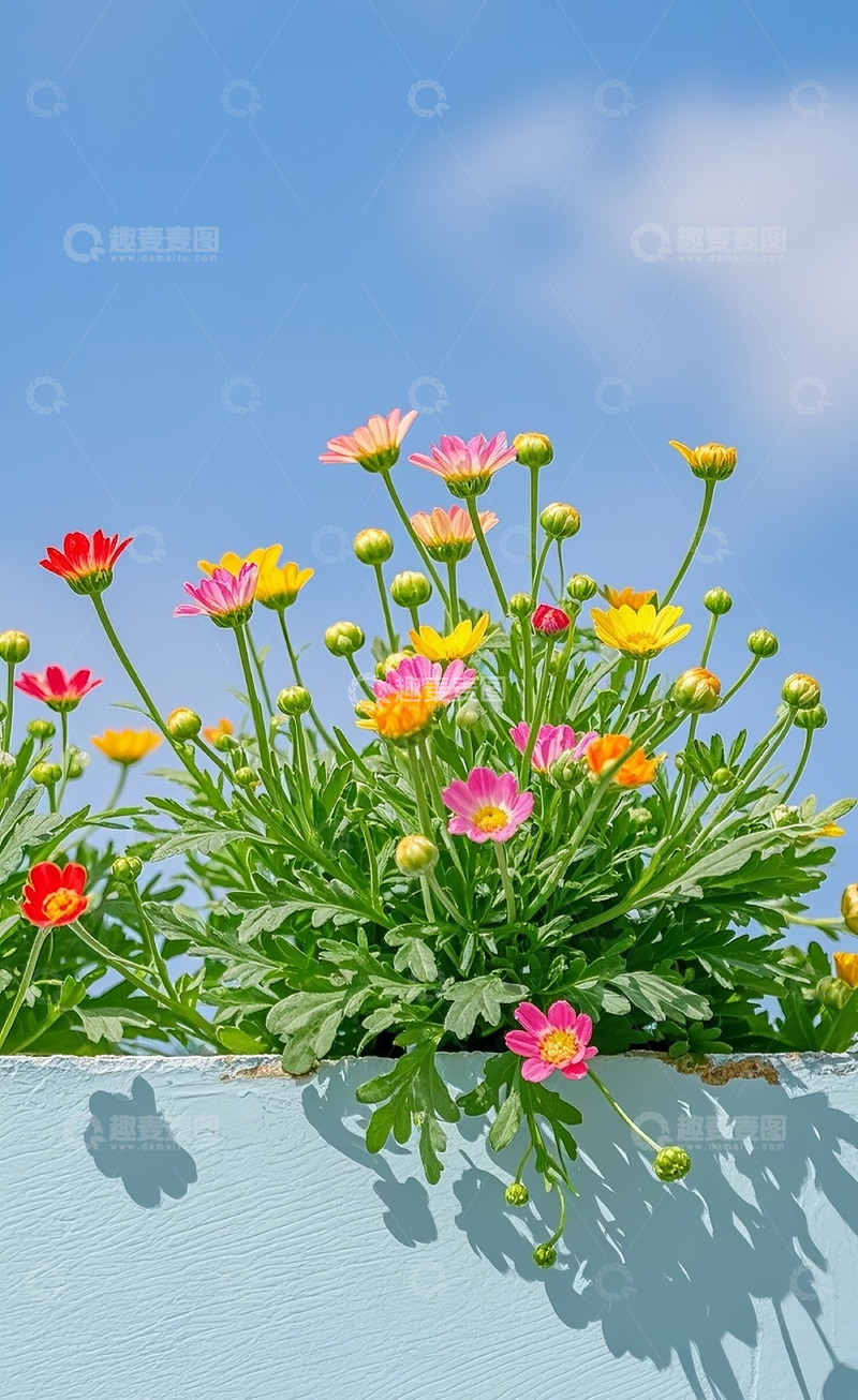 高清大图下载【趣麦麦图】小雏菊41
