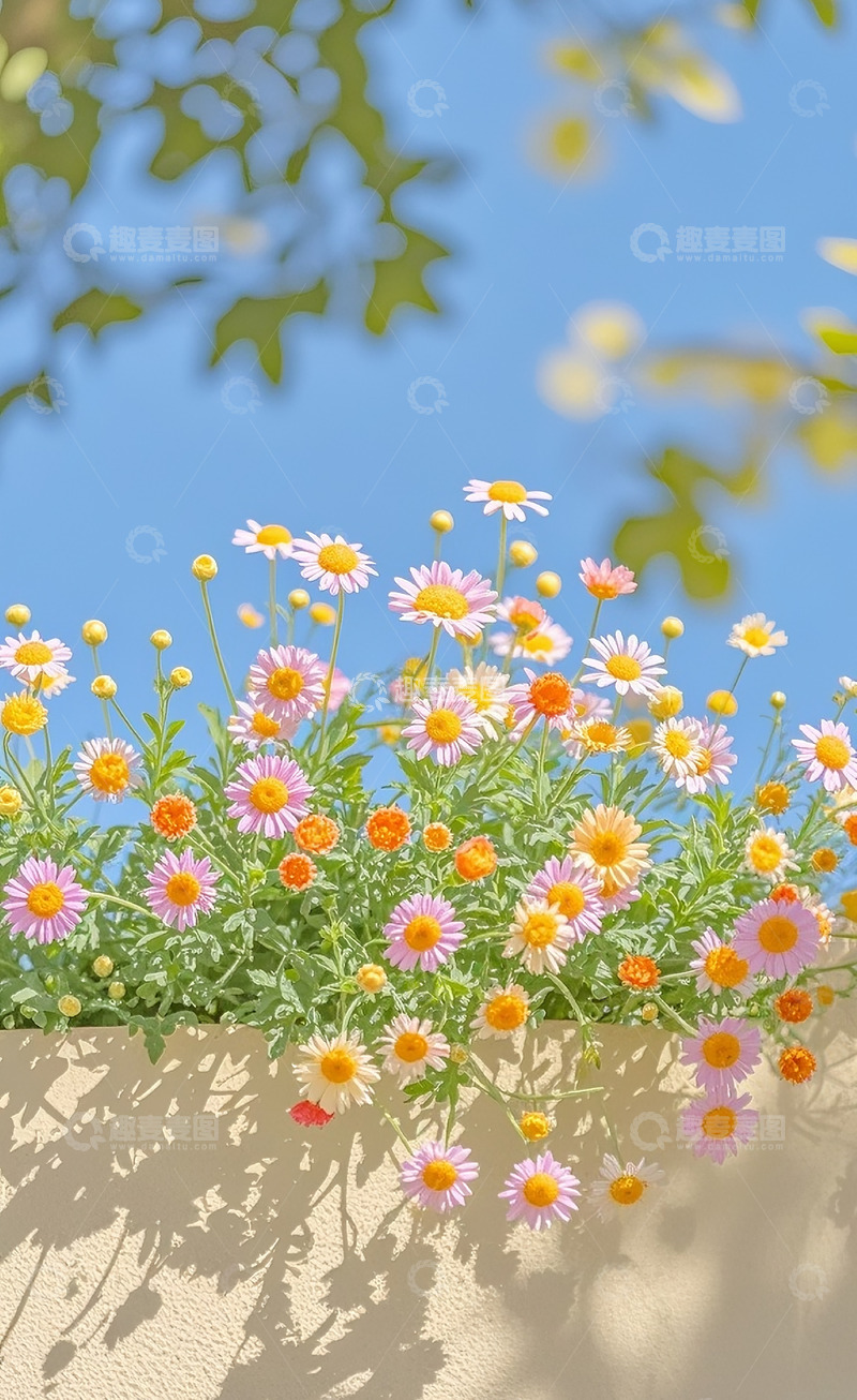 高清大图下载【趣麦麦图】小雏菊20