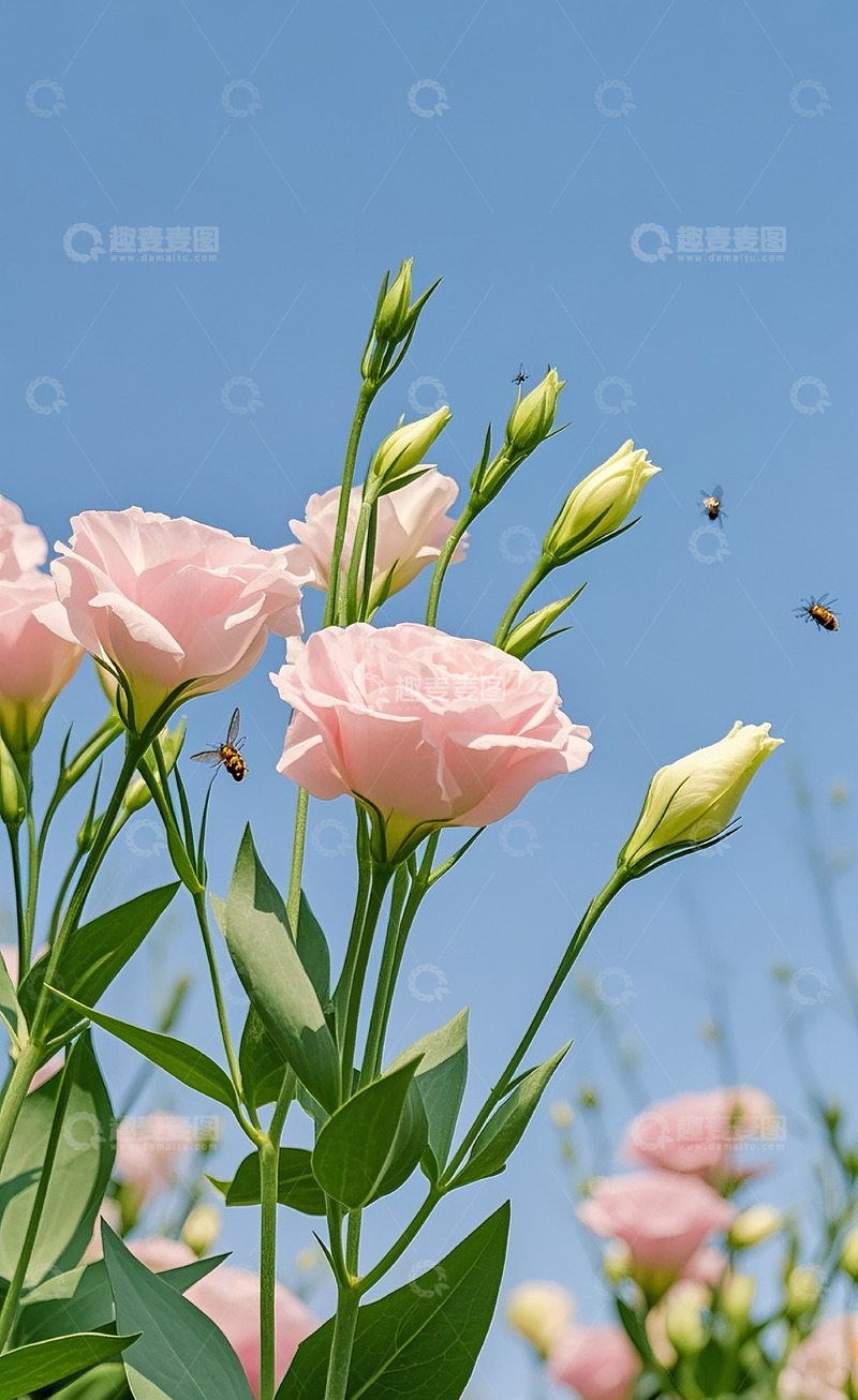 高清大图下载【趣麦麦图】洋桔梗