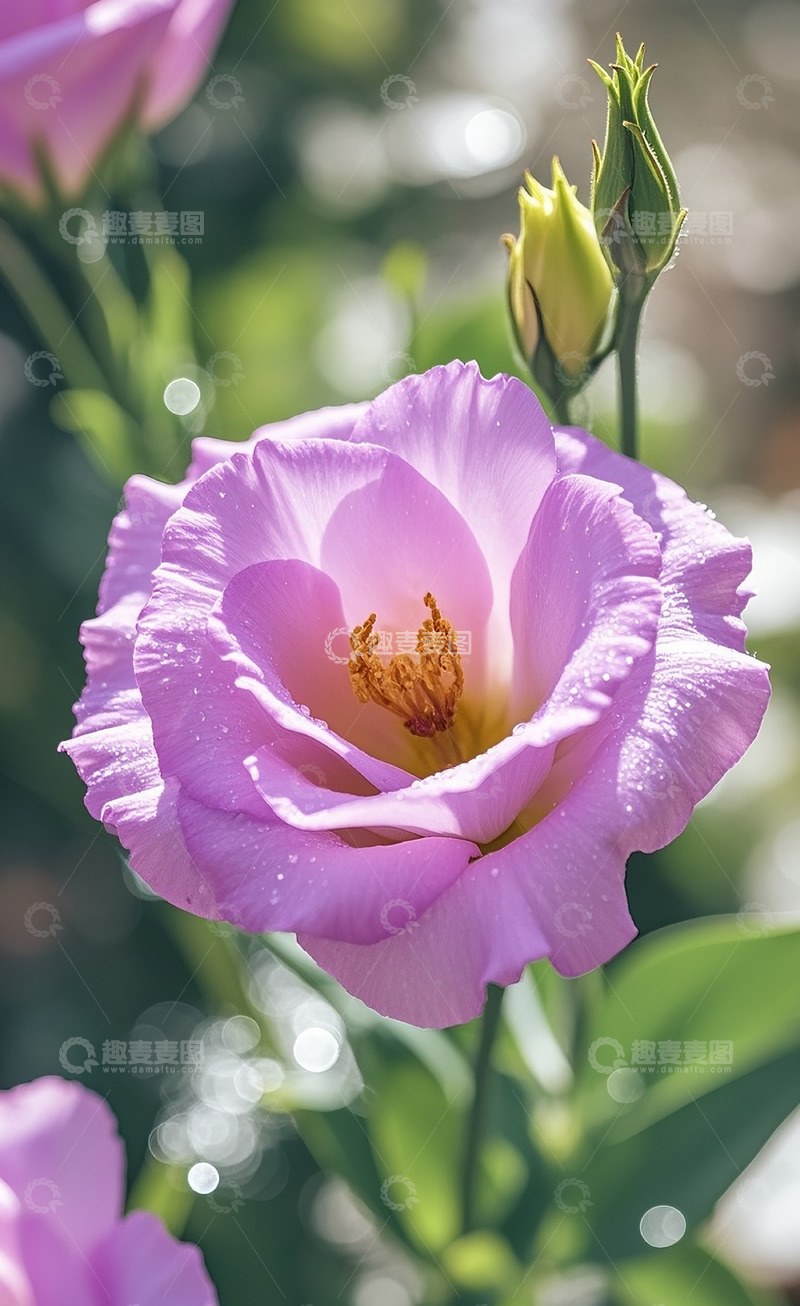 高清大图下载【趣麦麦图】洋桔梗7