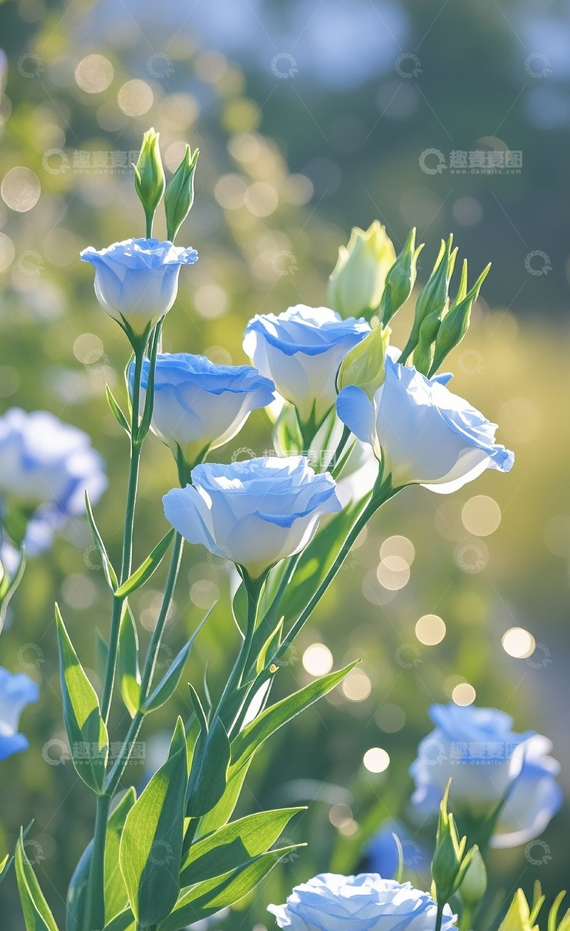 高清大图下载【趣麦麦图】洋桔梗10