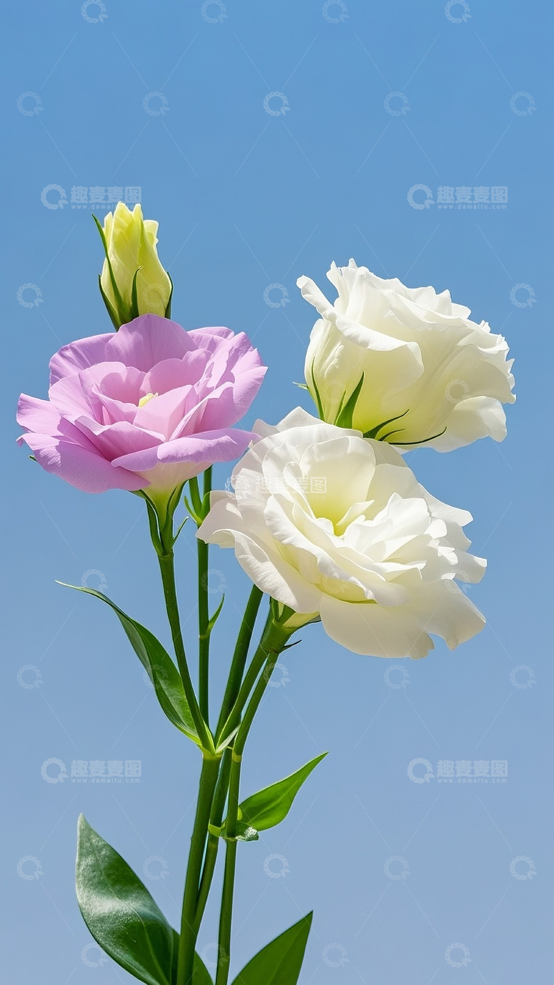 高清大图下载【趣麦麦图】洋桔梗12