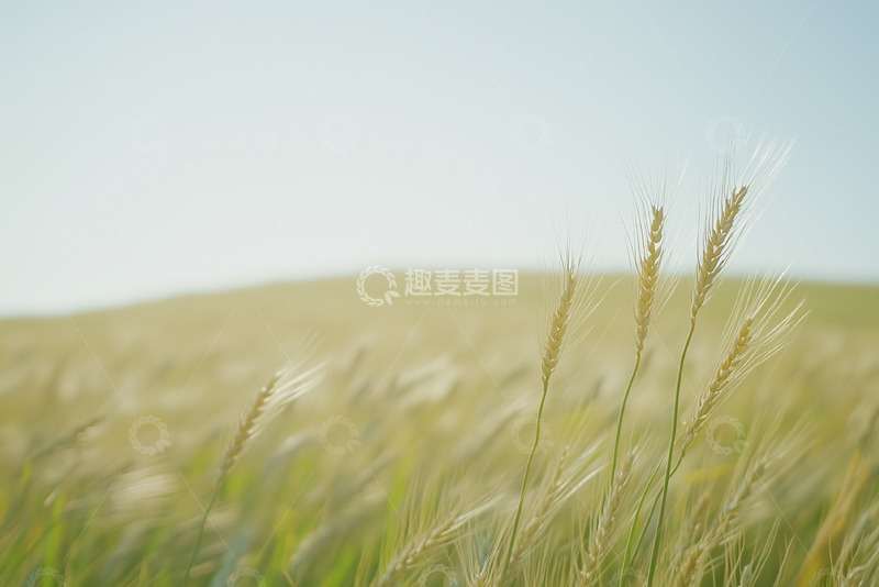 高清大图下载【趣麦麦图】田园麦田丰收图4