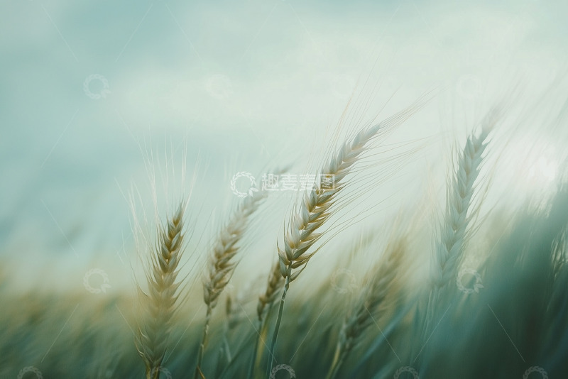 高清大图下载【趣麦麦图】田园麦田丰收图3