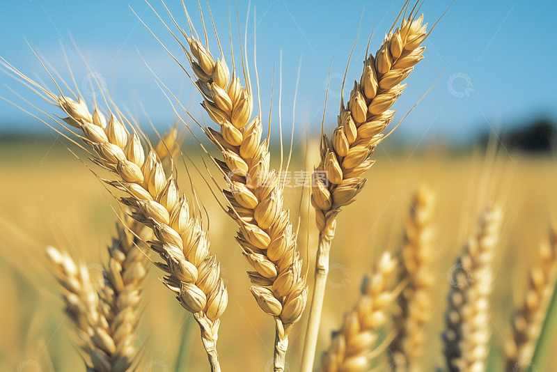 高清大图下载【趣麦麦图】田园麦田丰收图