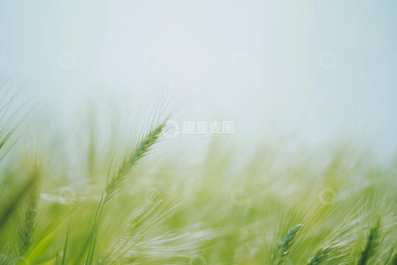 高清大图下载【趣麦麦图】田园麦田丰收图2