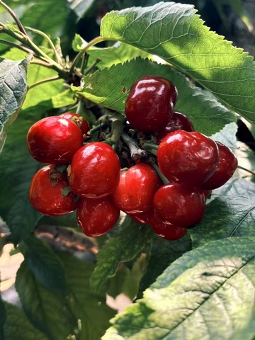 绿影间，樱桃的炽热红妆