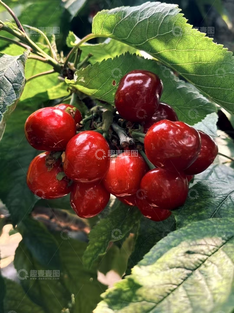 高清大图下载【趣麦麦图】绿影间，樱桃的炽热红妆