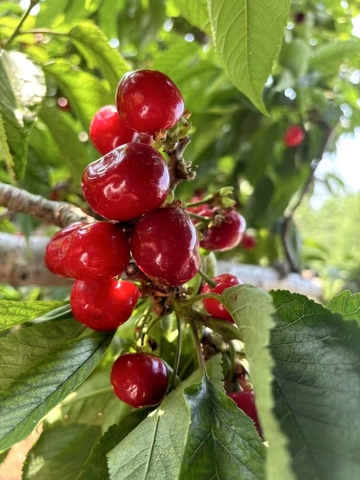 红樱缀绿枝，甜意满夏时