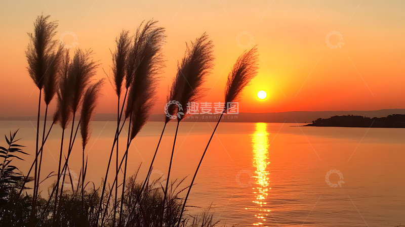高清大图下载【趣麦麦图】日落河岸的狗尾巴草3