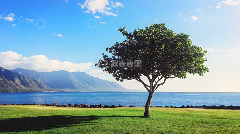 高清大图下载【趣麦麦图】夏日海边大树3