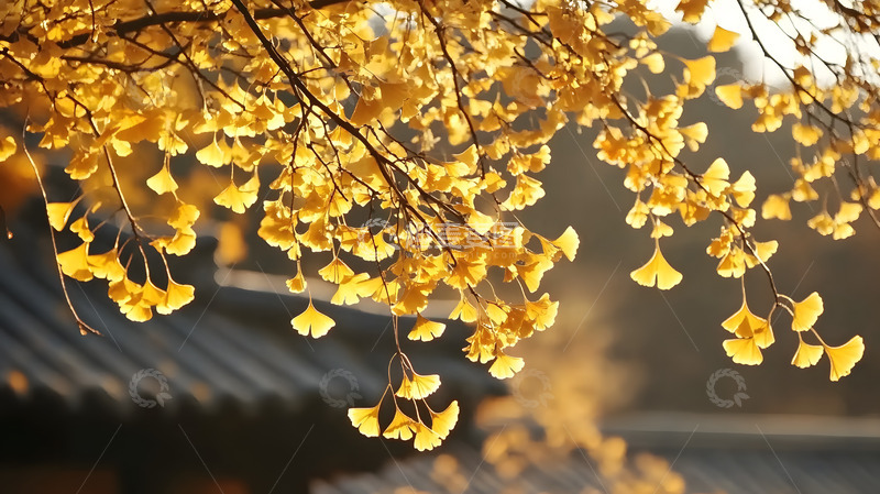 高清大图下载【趣麦麦图】秋天的银杏叶1