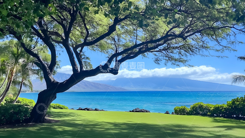 高清大图下载【趣麦麦图】夏日海边大树2